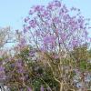 Purple flowers bloom on a tree in Yelagiri