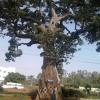 Big Tree in Yelagiri road, Vellore