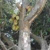 Jack fruit in tree at Yelagiri road