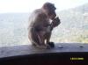 Monkey Enjoying Chocobar at Yercaud