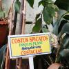 Costus Spicatus Insulin Plant at yercaud botanical garden